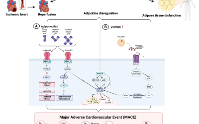 Association of adipokines with major adverse cardiovascular events following acute myocardial infarction: a systematic reviewand meta-analysis