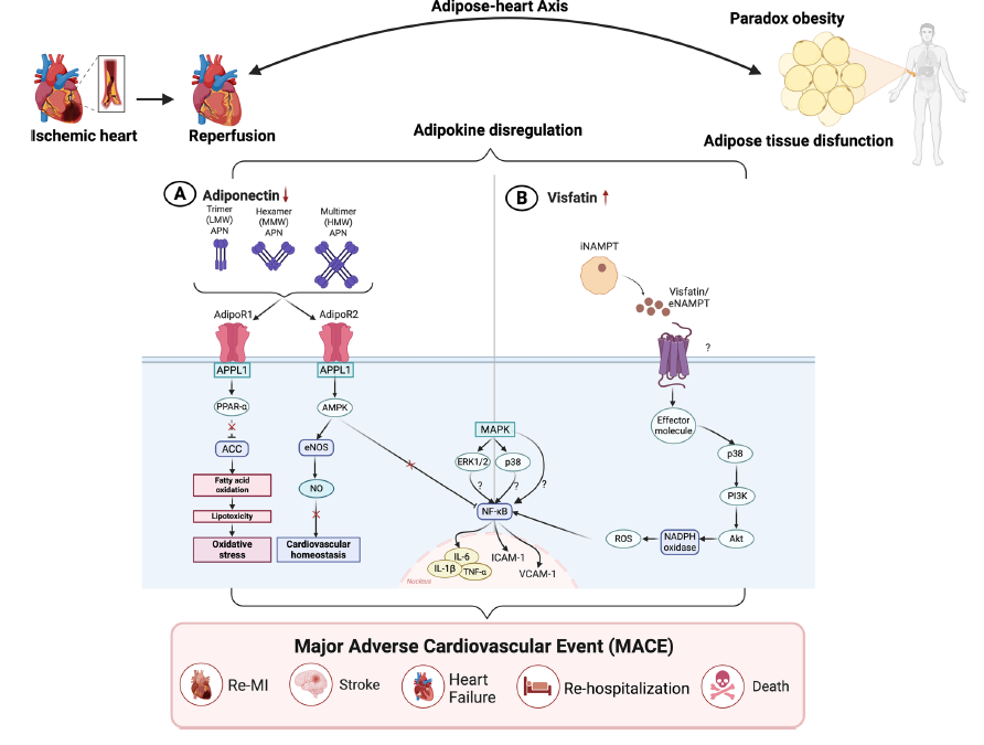 Association of adipokines with major adverse cardiovascular events following acute myocardial infarction: a systematic reviewand meta-analysis
