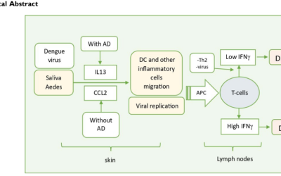 Contribution of Immune Responses to Aedes aegypti Saliva in Dengue Severity Among Patients with Atopic Dermatitis