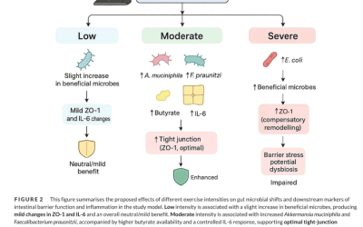 Optimising exercise intensity for gut health: Effect on microbiota composition, barrier integrity and inflammation inmale Wistar rats