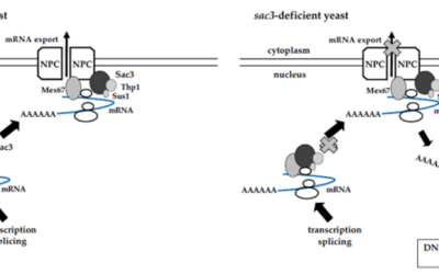 Breaking Down Cancer Origins: Unpad Study Reveals Role of GANP in DNA Damage Repair Failure