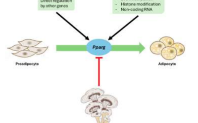 Oyster Mushrooms Show Promise in Fighting Obesity: Unpad Study Identifies Natural Compound That May Suppress Fat Formation